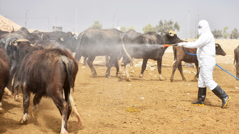 الصحة الاتحادية: تسجيل 377 إصابة بالحمى النزفية في البلاد